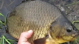 Ловля карася на річці снасті, час, місце, наживка (ловля карася на річці) Ловля карася на річці снасті, час, місце, наживка