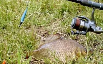 Ловля карася на річці снасті, час, місце, наживка (ловля карася на річці) Ловля карася на річці снасті, час, місце, наживка