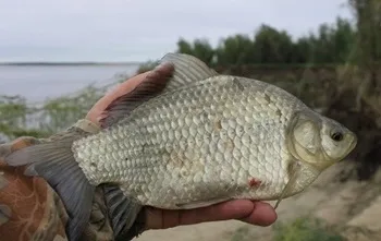Ловля карася на річці снасті, час, місце, наживка (річці) Ловля карася на річці снасті, час, місце, наживка