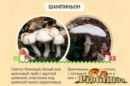 помилкові печериці