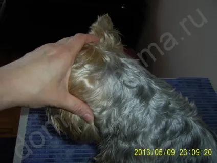 Літня стрижки йорка