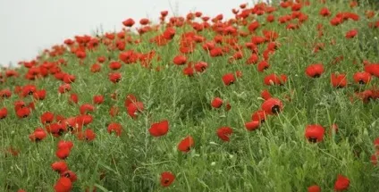 Маки - посадка, вирощування, догляд, розмноження, збір насіння, види і сорти