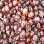 Масло ши для підтримки молодості шкіри і краси волосся (шкіри) Масло ши для підтримки молодості шкіри і краси волосся