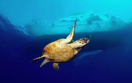 Повільний, як черепаха! А під водою!