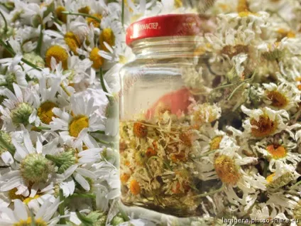 Мацерат, інфуз і масляний екстракт (масляний) Мацерат, інфуз і масляний екстракт