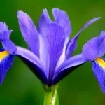 Міксбордери з багаторічників