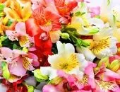 Багаторічна красуня Вероніка - популярні види і фото (фото) Багаторічна красуня Вероніка - популярні види і фото