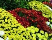 Багаторічна красуня Вероніка - популярні види і фото (фото) Багаторічна красуня Вероніка - популярні види і фото