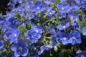 Багаторічна красуня Вероніка - популярні види і фото (вероніка) Багаторічна красуня Вероніка - популярні види і фото