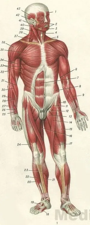 М'язи людини в картинках (людини) М'язи людини в картинках