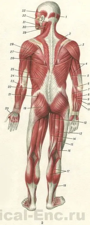 М'язи людини в картинках (м'язи) М'язи людини в картинках