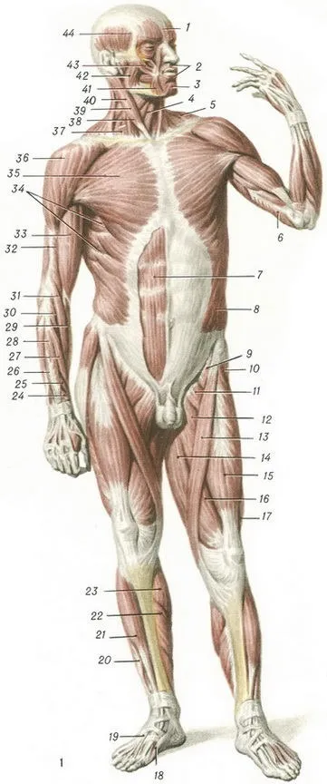 М'язи людини в картинках (extensor digitorum longus) М'язи людини в картинках