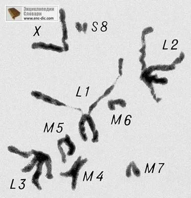 Мейоз - велика радянська енциклопедія - енциклопедії & amp; словники (велика) Мейоз - велика радянська енциклопедія - енциклопедії & amp; словники