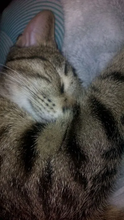 Милий, милий мій -