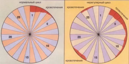 Місячні (менструальний цикл) - що це таке, скільки тривають, норма у дівчат і жінок