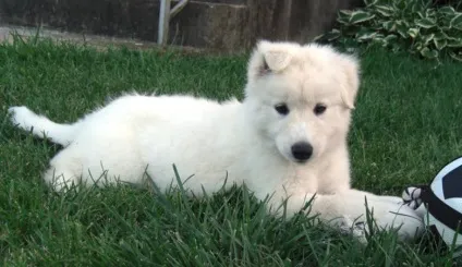 Метиси сибірських хаскі помісі з маламут, вівчарками, чау-чау і іншими породами (чау-чау) Метиси сибірських хаскі помісі з маламут, вівчарками, чау-чау і іншими породами