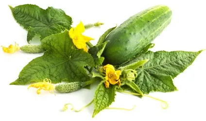 Сечогінні продукти (діуретики) (продукти) Сечогінні продукти (діуретики)