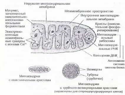 Мітохондрії як енергетичні станції клітини - book-science - наукова енциклопедія (мітохондрії) Мітохондрії як енергетичні станції клітини - book-science - наукова енциклопедія