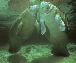 морські корови