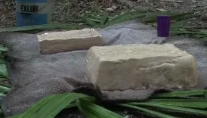 Молочне дерево 1