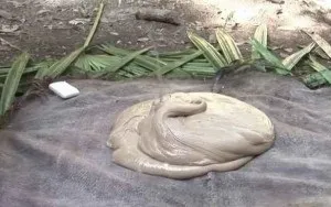 Молочне дерево 1