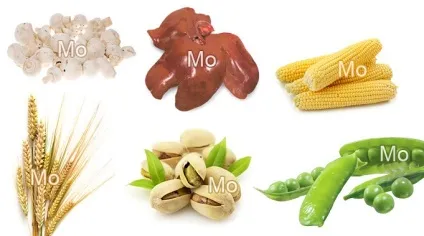 Молібден в продуктах харчування роль молібдену в організмі, food and health (в яких продуктах міститься молібден) Молібден в продуктах харчування роль молібдену в організмі, food and health