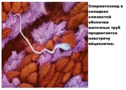 Чи могла я завагітніти при введенні всередину пальців, які були в спермі
