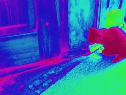 Чи можуть кішки бачити будинкових та приведення (приведення) Чи можуть кішки бачити будинкових та приведення