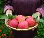 Можна зрізати верхівку алое (питання і відповіді) Можна зрізати верхівку алое