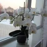 Чи можна виростити орхідею, сад