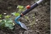 Чи можна полоти полуницю під час цвітіння