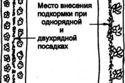 Чи можна поливати огірки сечовиною (огірки) Чи можна поливати огірки сечовиною