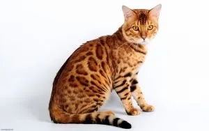 Чи можна вигулювати кота на повідку, котячий помічник (вигулювати) Чи можна вигулювати кота на повідку, котячий помічник