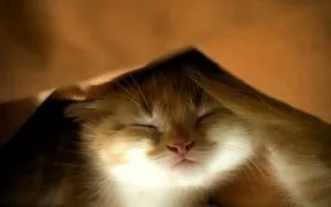 Чи можна вигулювати кота на повідку, котячий помічник (вигулювати) Чи можна вигулювати кота на повідку, котячий помічник