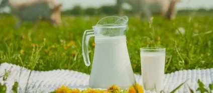 Чи можна козяче молоко немовлятам (козяче) Чи можна козяче молоко немовлятам