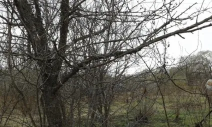 Чи можна реанімувати, відновити яблуню як це правильно зробити відповіді експертів (зробити) Чи можна реанімувати, відновити яблуню як це правильно зробити відповіді експертів
