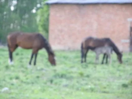 Чи можна поливати огірки сечовиною (можна) Чи можна поливати огірки сечовиною