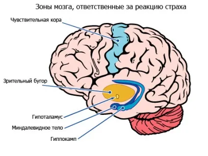 Мигдалина мозочка функції, ектопія, паталогії і лікування (функції) Мигдалина мозочка функції, ектопія, паталогії і лікування