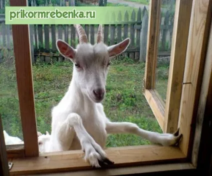 Чи можна козяче молоко немовлятам (можна) Чи можна козяче молоко немовлятам