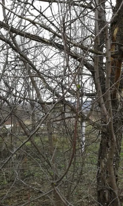 Чи можна реанімувати, відновити яблуню як це правильно зробити відповіді експертів (можна) Чи можна реанімувати, відновити яблуню як це правильно зробити відповіді експертів