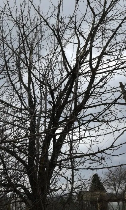 Чи можна реанімувати, відновити яблуню як це правильно зробити відповіді експертів (правильно) Чи можна реанімувати, відновити яблуню як це правильно зробити відповіді експертів