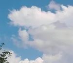 М'ята-вічний бур'ян