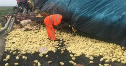 На трасі перекинулася вантажівка з тисячами курчат (вантажівка) На трасі перекинулася вантажівка з тисячами курчат