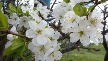 Наскільки ви пішли від природи (інстинкти) Наскільки ви пішли від природи