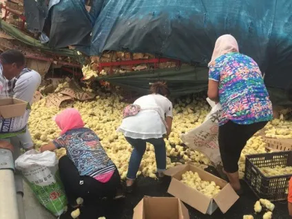 На трасі перекинулася вантажівка з тисячами курчат (курчат) На трасі перекинулася вантажівка з тисячами курчат