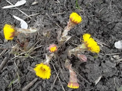 Наскільки ви пішли від природи (емоції) Наскільки ви пішли від природи
