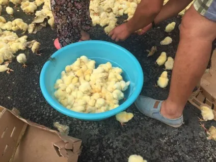 На трасі перекинулася вантажівка з тисячами курчат (тисячами) На трасі перекинулася вантажівка з тисячами курчат