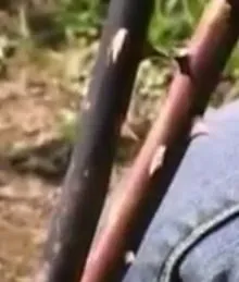 Як і коли відкривати троянди після зими догляд навесні, відео! (Відкривати) Як і коли відкривати троянди після зими догляд навесні, відео!