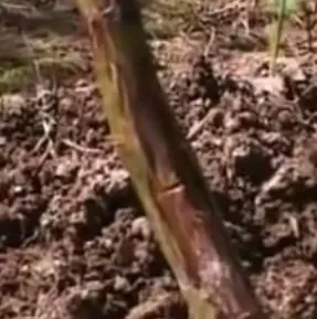Як і коли відкривати троянди після зими догляд навесні, відео! (Догляд) Як і коли відкривати троянди після зими догляд навесні, відео!