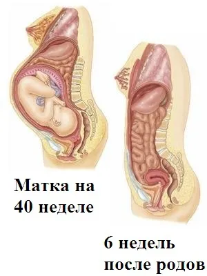 Як довго скорочується матка після пологів (як довго скорочується матка після пологів) Як довго скорочується матка після пологів